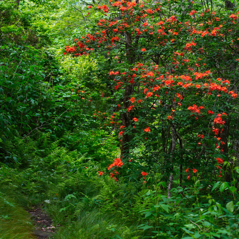 Flame Azalea [Rhododendron calendulaceum],  Mts. to Sea Tr.