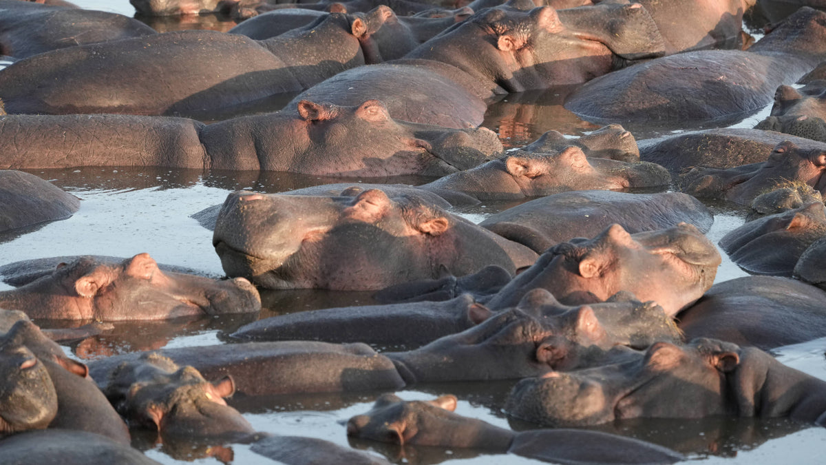 Hippopotamuses [Hippopotamus amphibius] At Rest, Tanzania