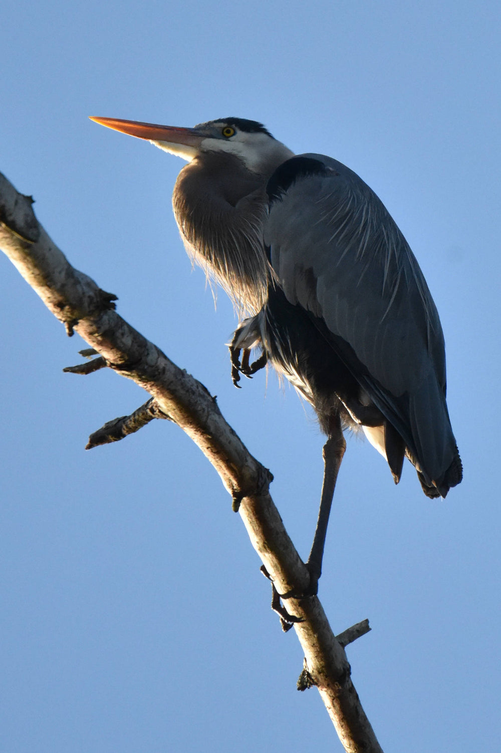 Great Blue Heron [Ardea herodias]