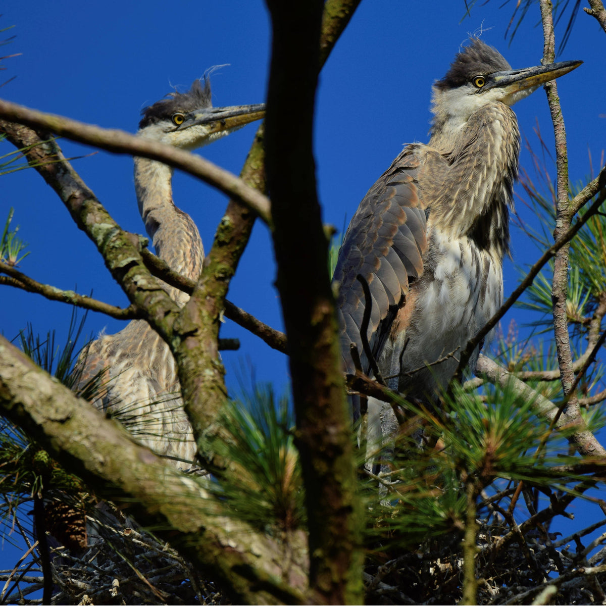 Immature Great Blue Herons [Ardea herodias]