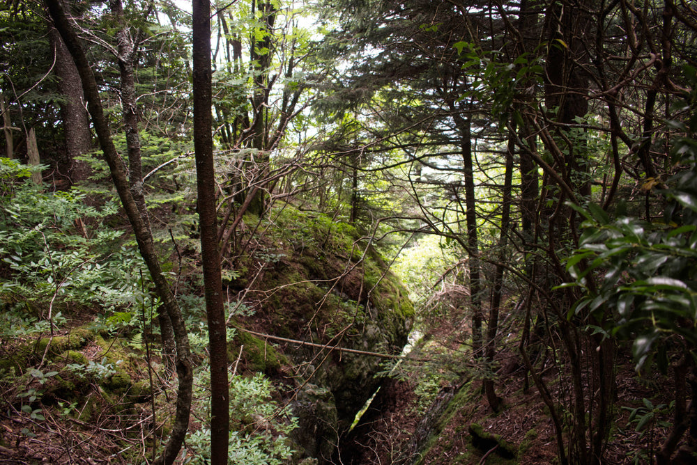 Mountains to Sea Trail at Silvermine Bald