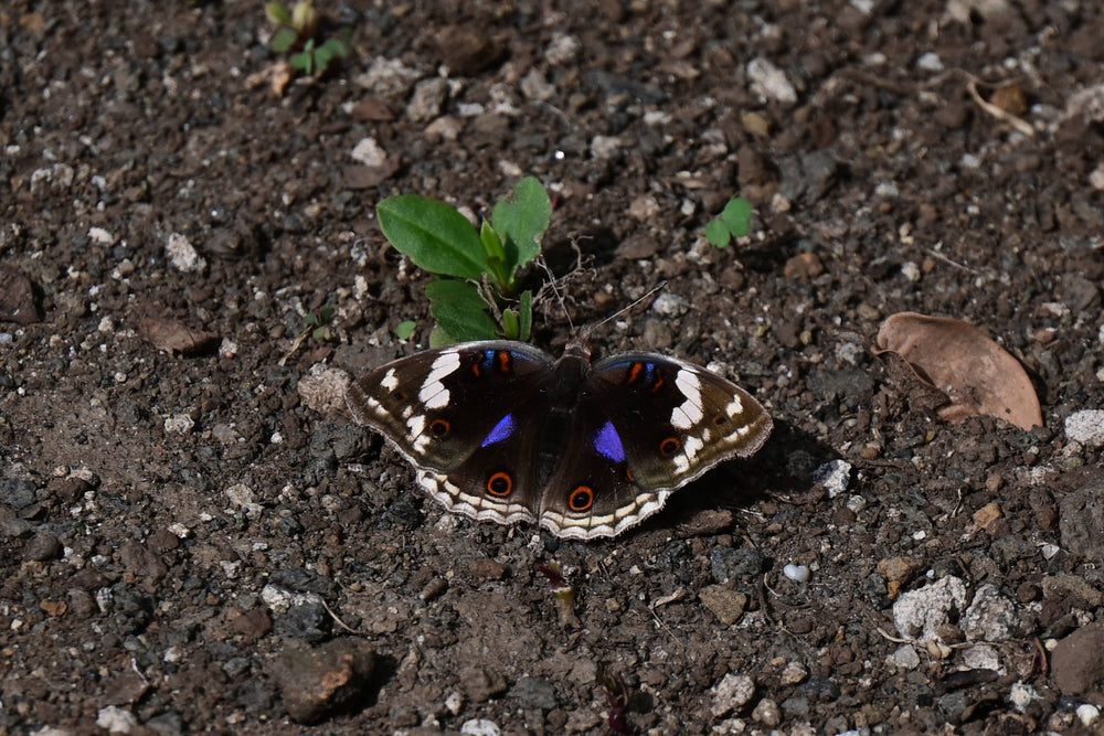 Blue Pansy [Junonia oenone], Tanzania