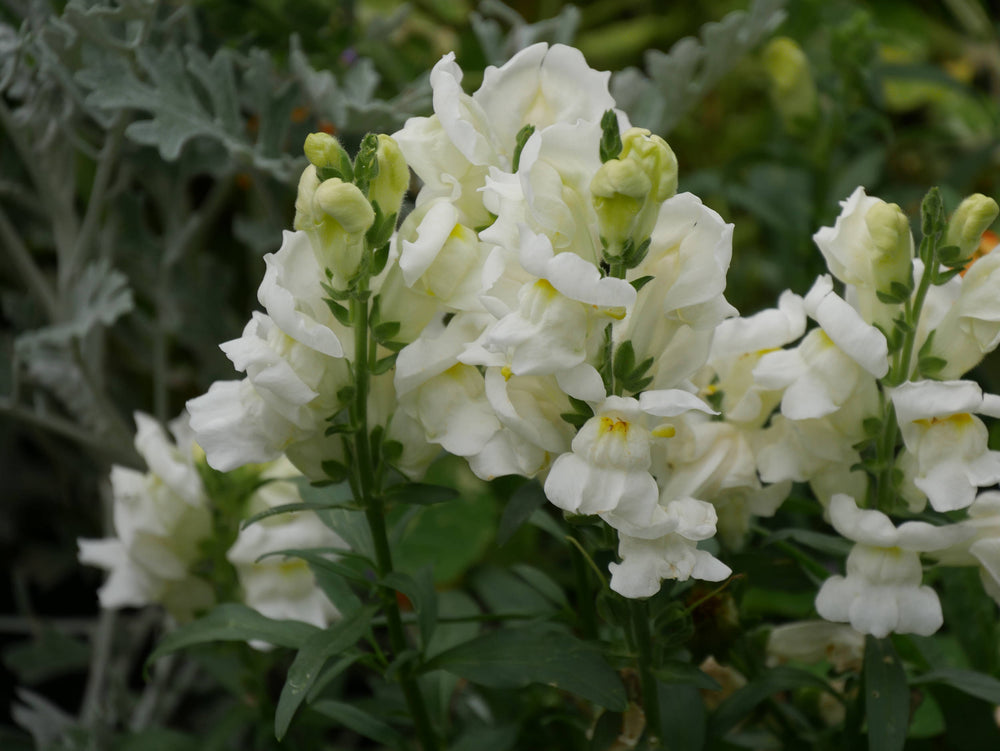 White Snapdragon [Antirrhinum majus]