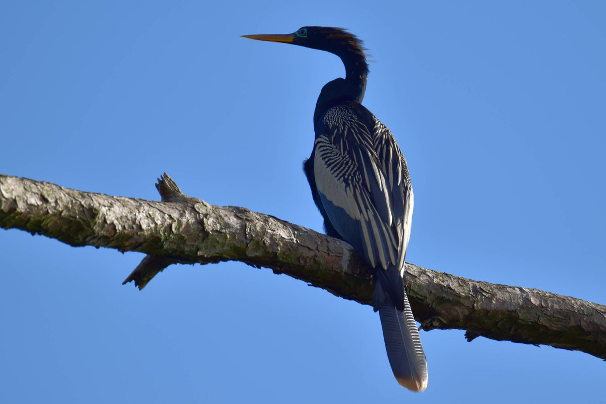 Anhinga [Anhinga anhinga]