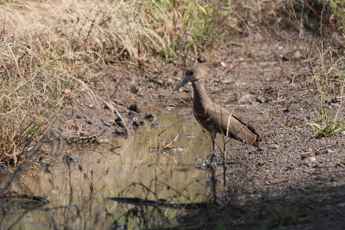 Hamerkop [Scopus umbretta], Tanzania