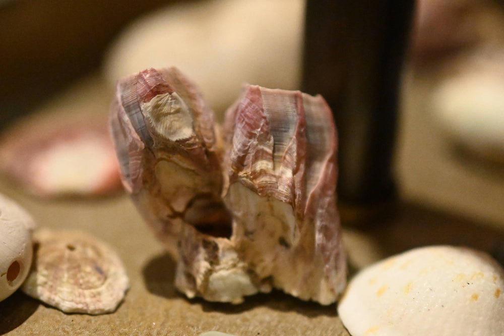 Purple Acorn Barnacle [Amphibalanus amphitrite]