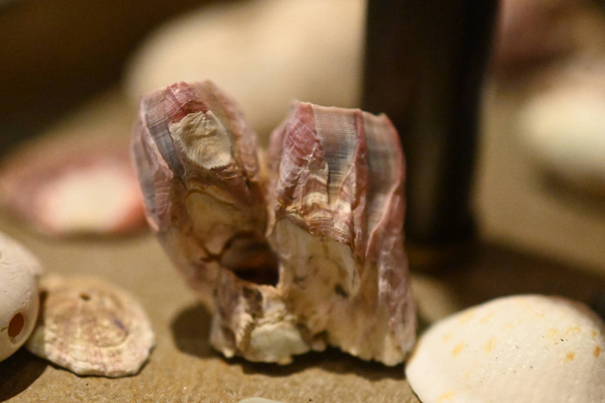 Purple Acorn Barnacle [Amphibalanus amphitrite]