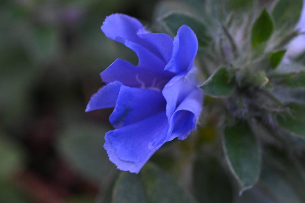 Shaggy dwarf morning glory [Evolvulvus nuttallianus]