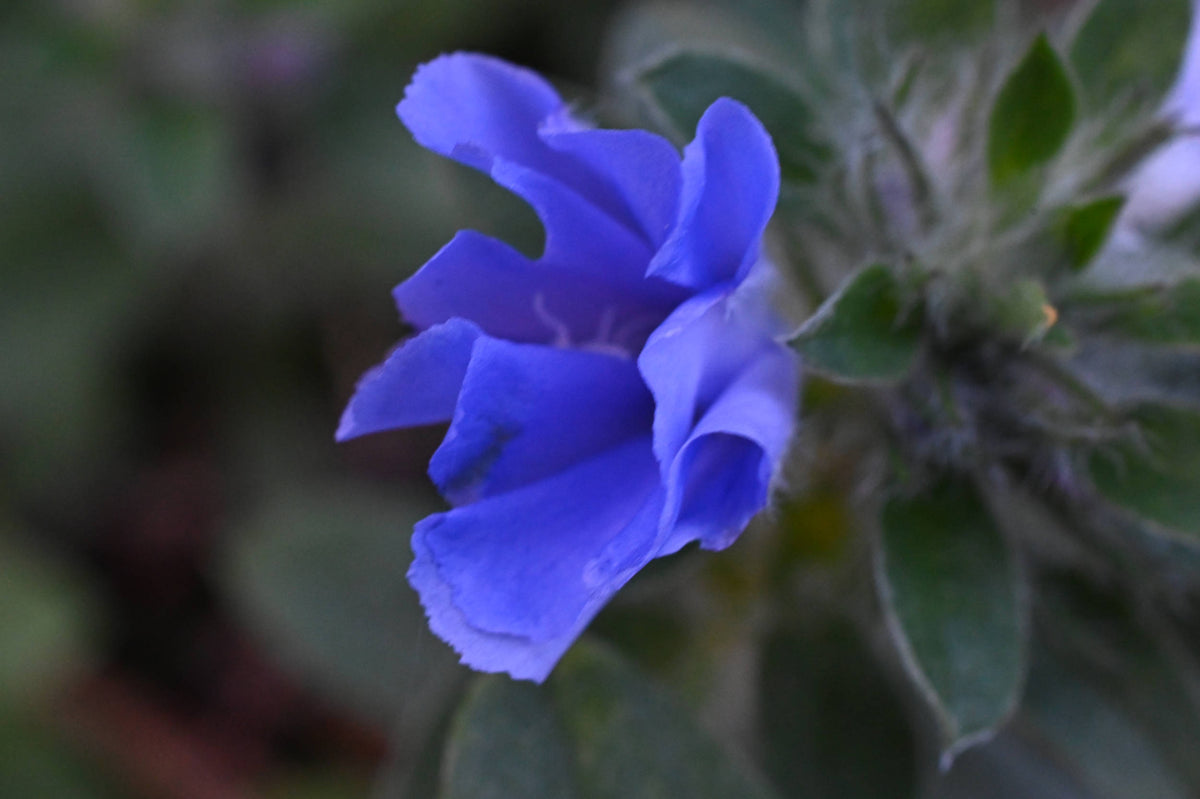 Shaggy dwarf morning glory [Evolvulvus nuttallianus]