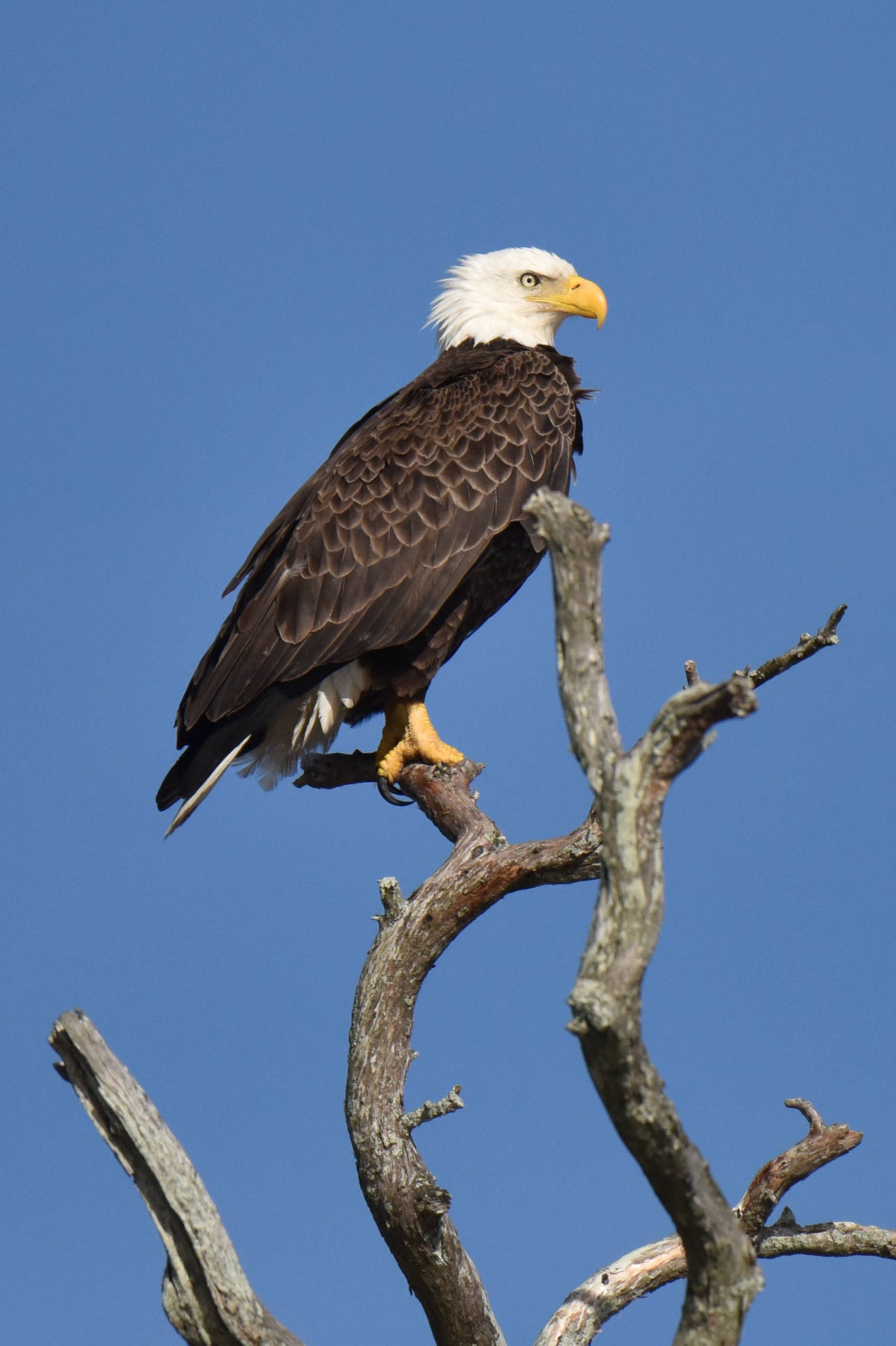 Bald Eagle [Haliaeetus leucocephalus]