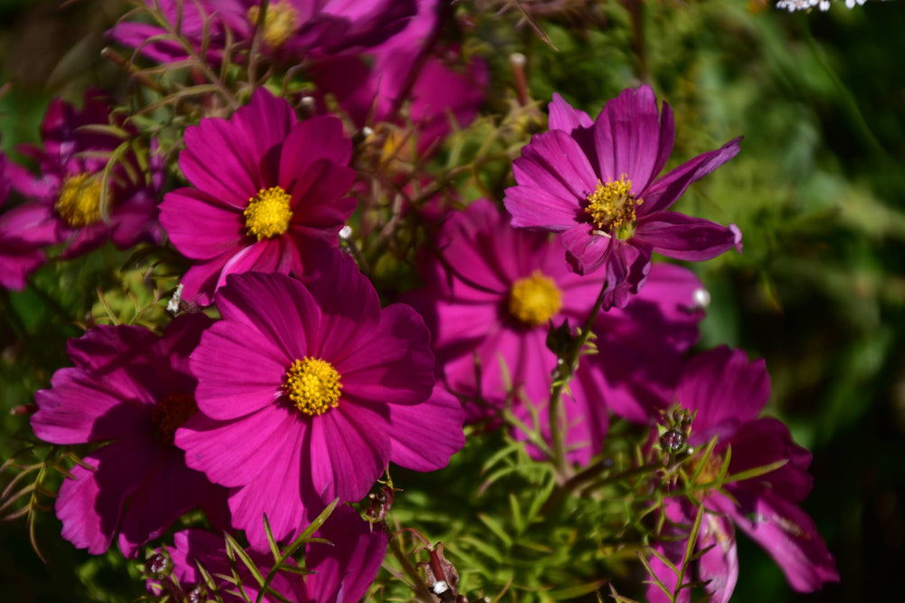 Garden Cosmos [Cosmos bipinnatus]