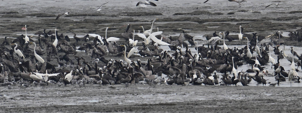 Bird Assembly at Tidal Flats near Panama City Panama