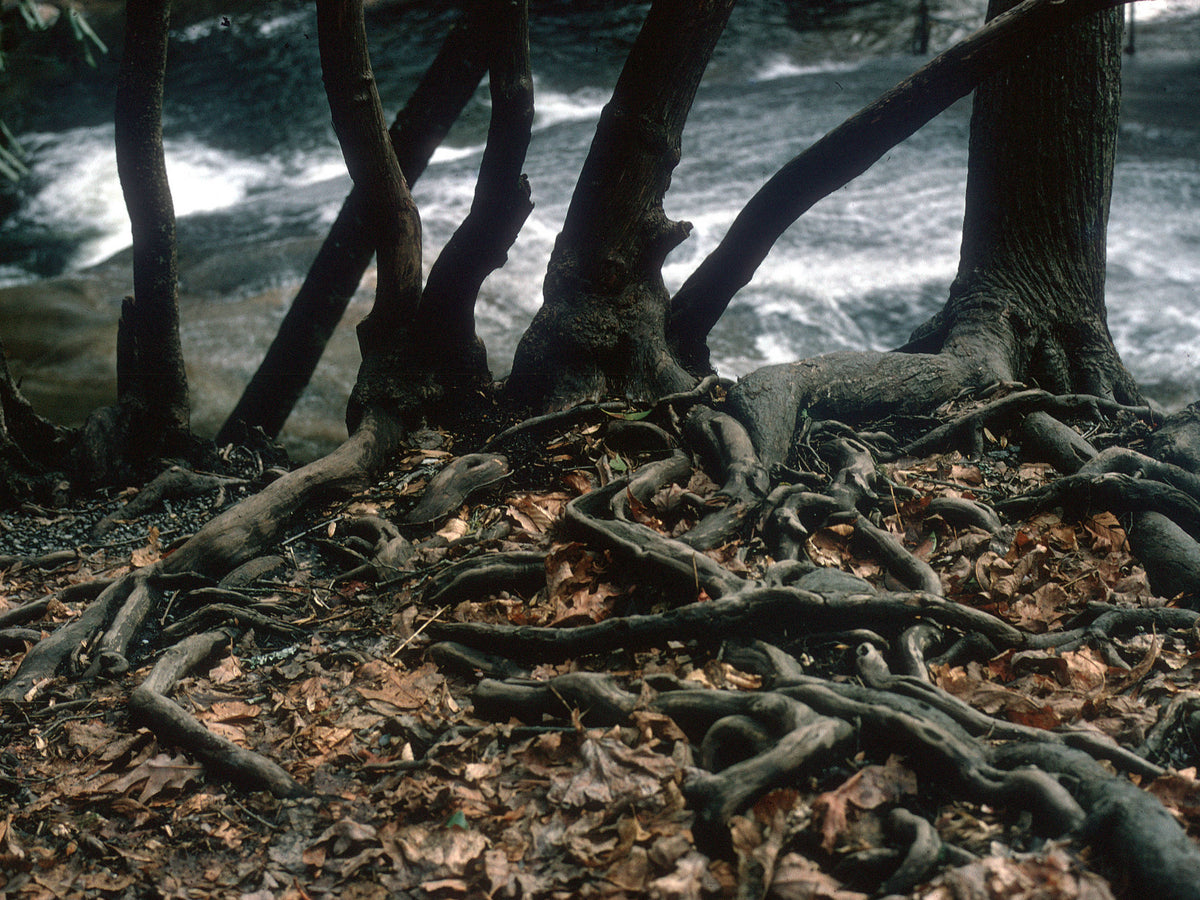 Sliding Rock in Pisgah National Forest (photograph 1968)