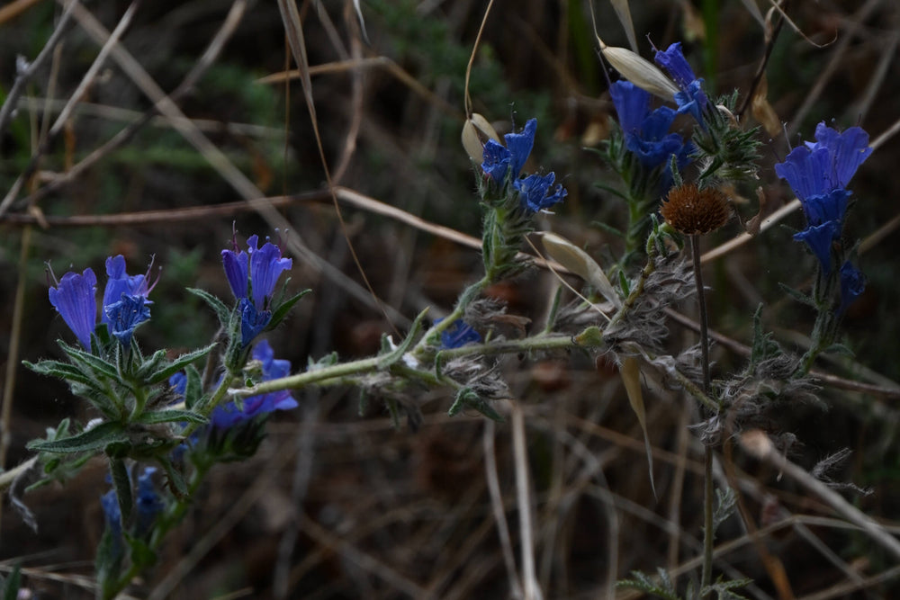 Viper's Bugloss [Echium vulgare]