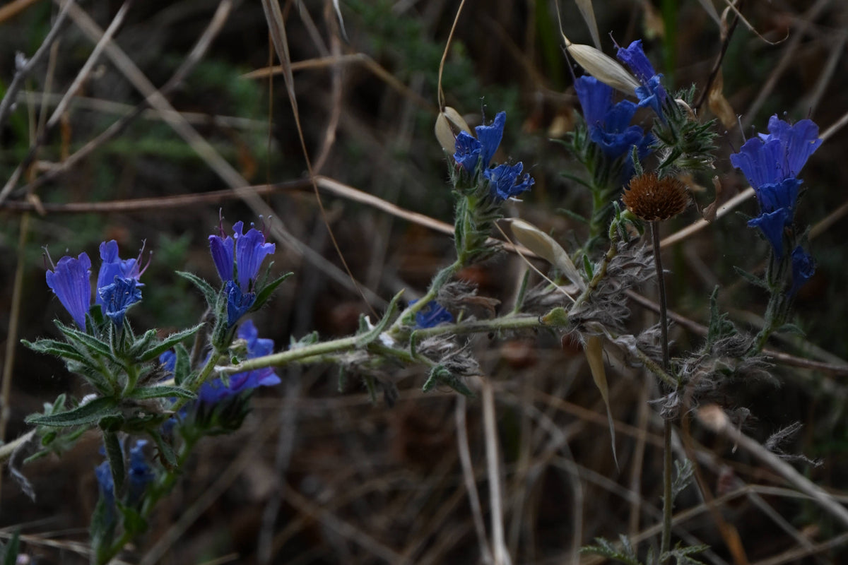 Viper's Bugloss [Echium vulgare]