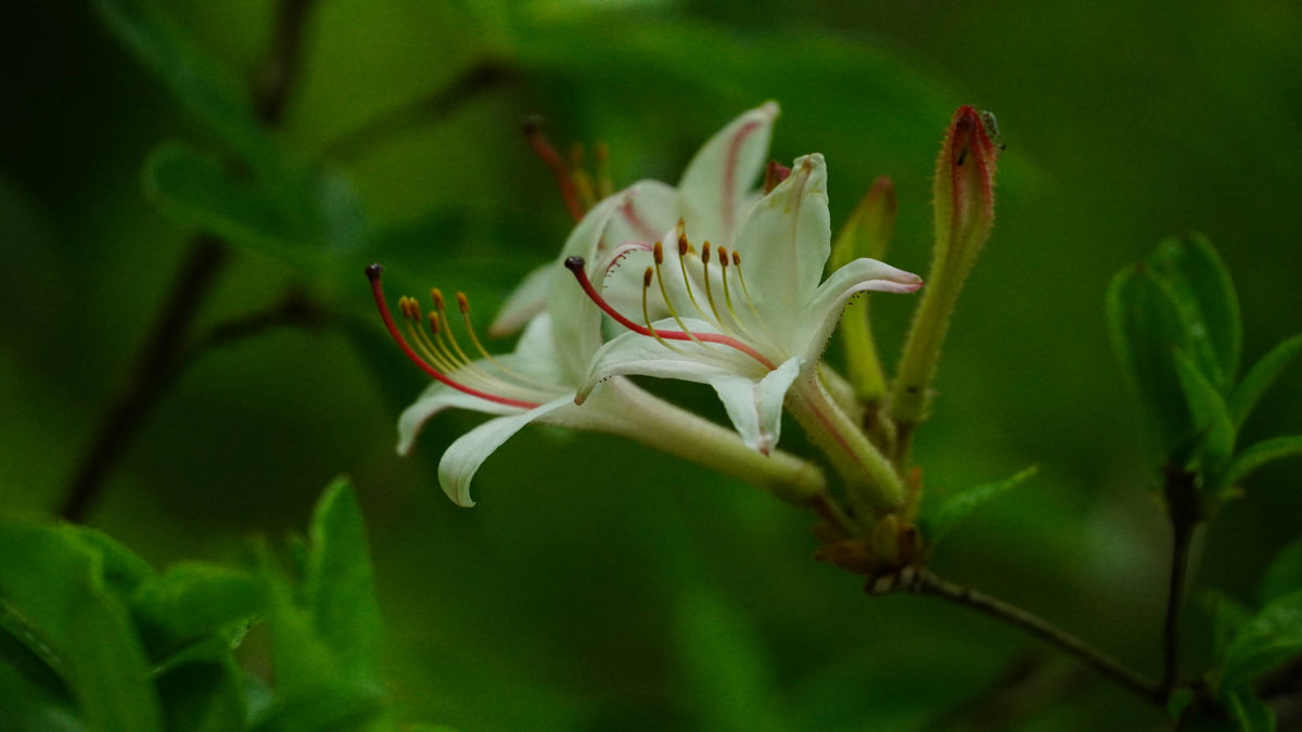 Swamp azalea [Rhododendron viscosum]