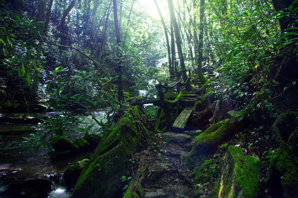 Batson Creek Trail