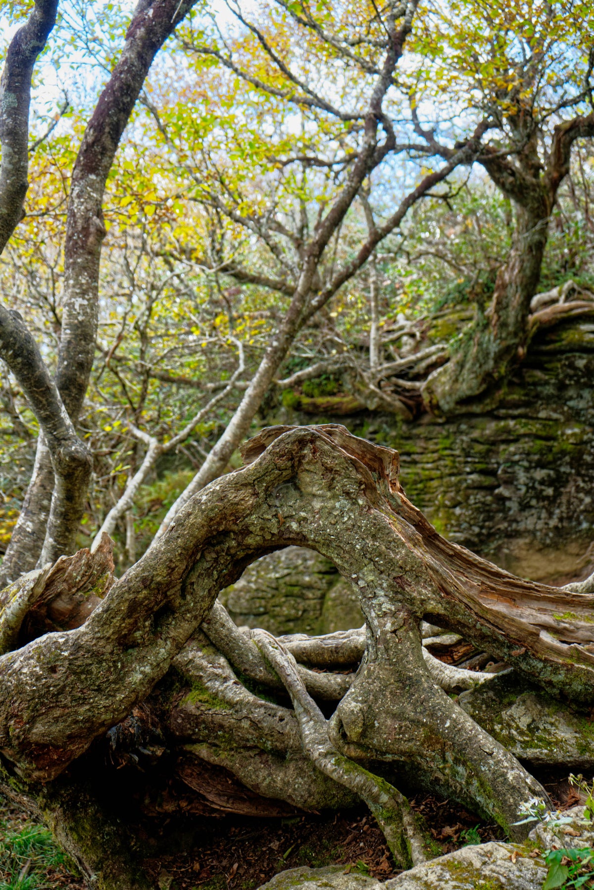 Ficus Roots on Craggy Pinnacle (5892)