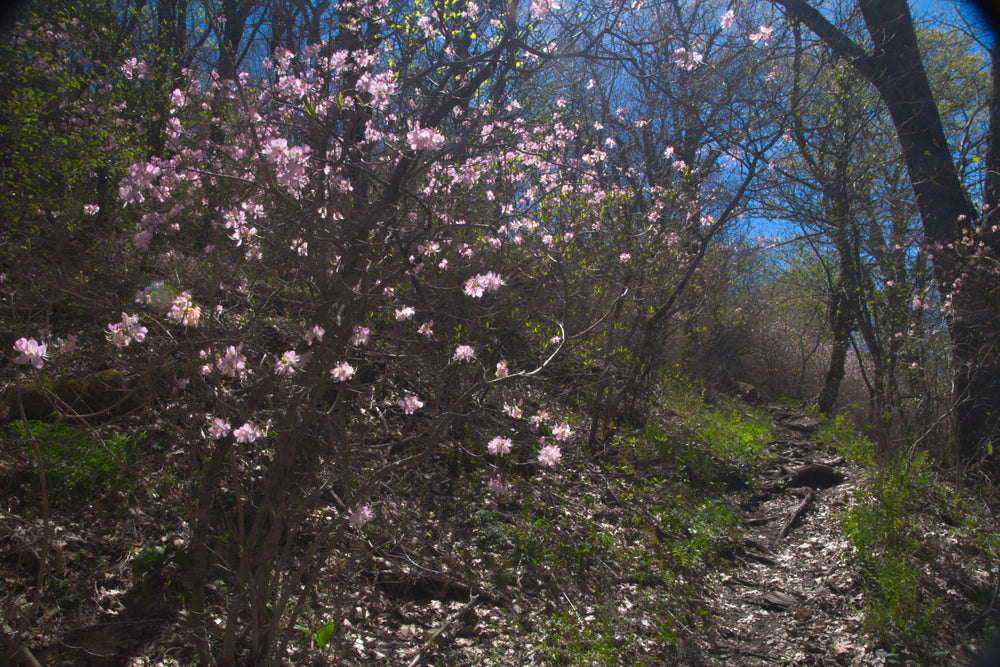 Pinkshell Azalea [rhododendron vaseyi] on Pilot Mountain
