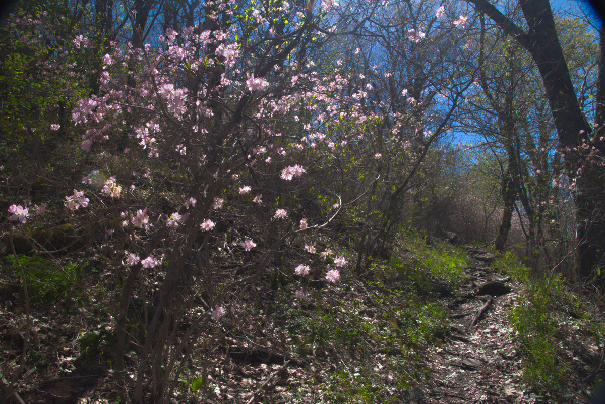 Pinkshell Azalea [rhododendron vaseyi] on Pilot Mountain