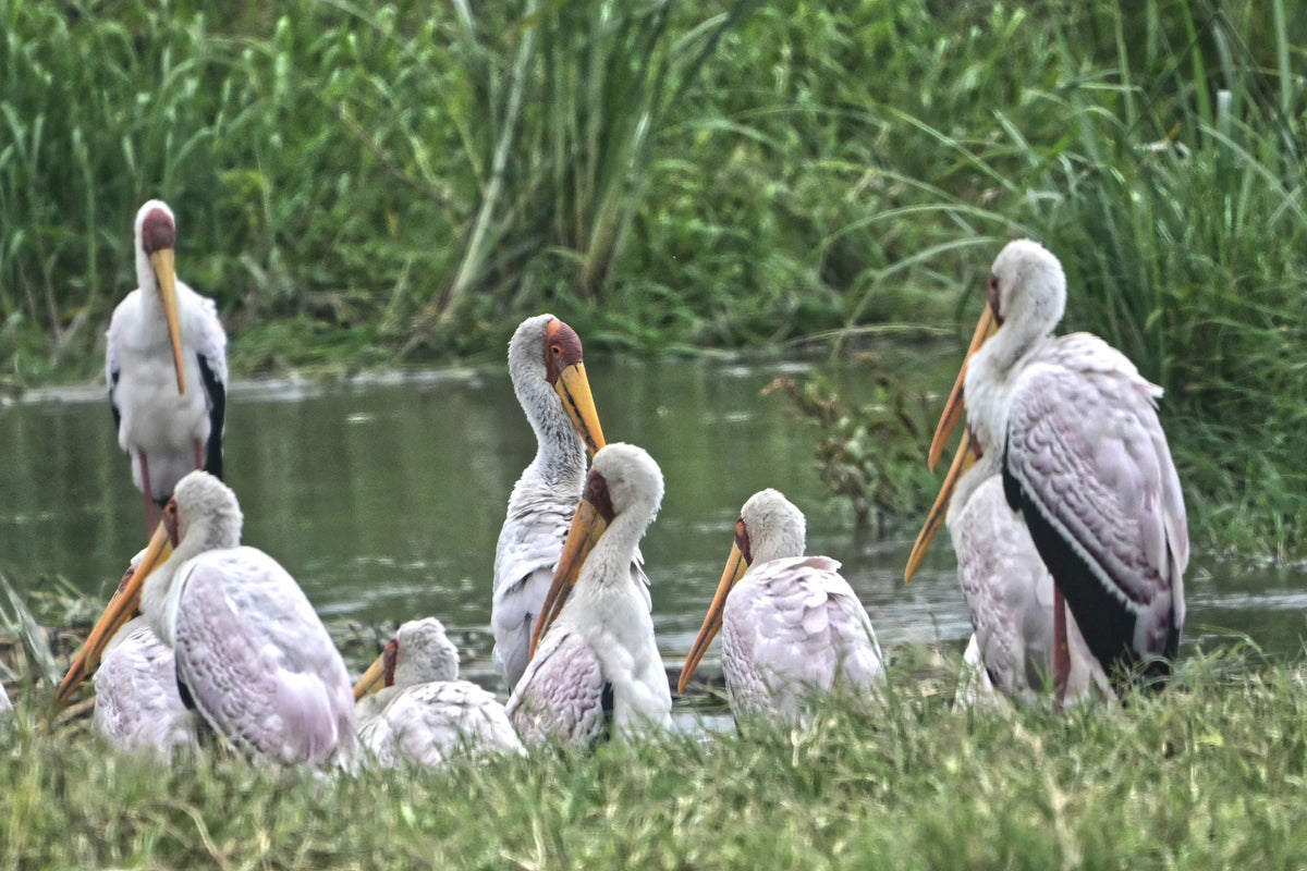 Yellow-billed Stork [Mycteria ibis]