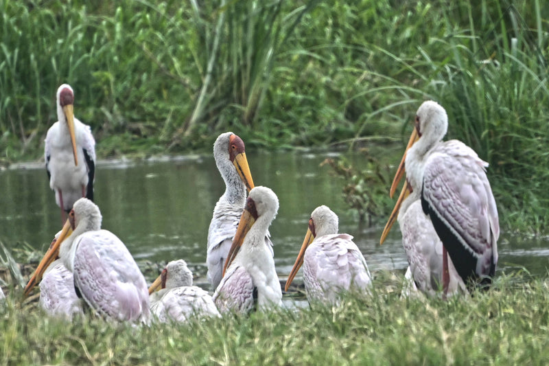 Yellow-billed Stork [Mycteria ibis]