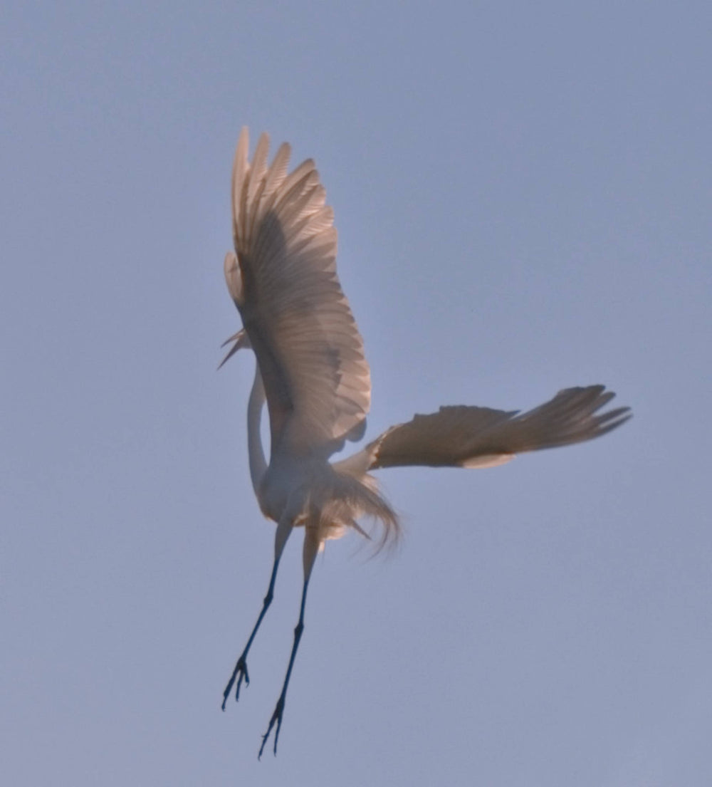 Great Egret [Ardea alba]