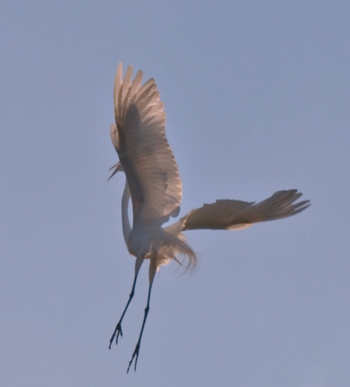 Great Egret [Ardea alba]