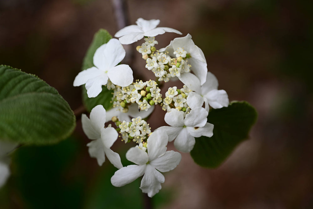 Wild hydrangea [Hydrangea arborescens]