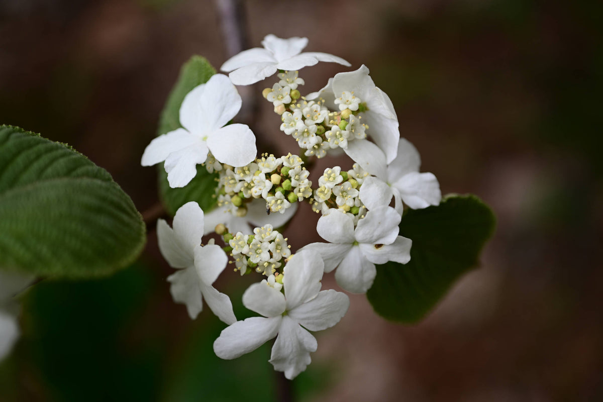 Wild hydrangea [Hydrangea arborescens]