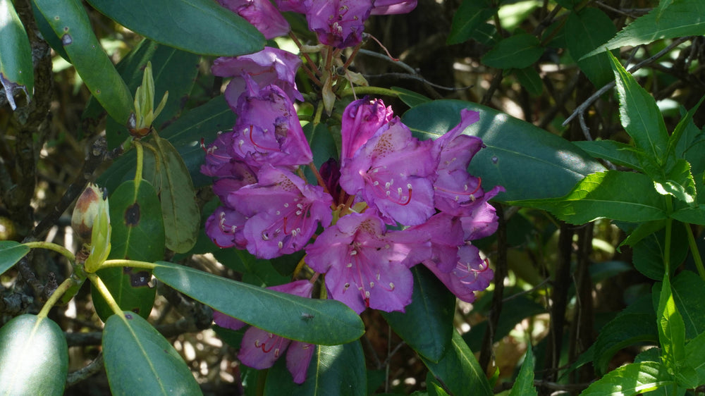 Catawba Rhododendron [Rhododendron catawbiense]