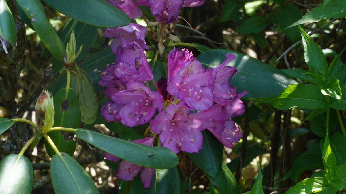 Catawba Rhododendron [Rhododendron catawbiense]