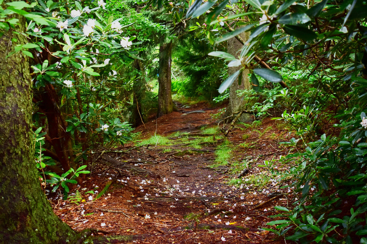 Mountains to Sea Trail near Buckeye Gap