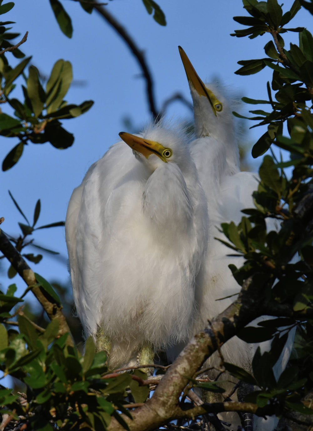 Great Egret [Ardea alba]