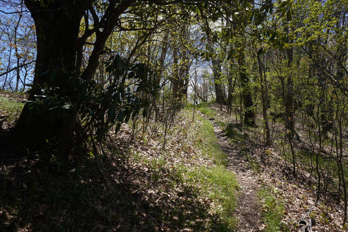 Mountains to Sea Trail at Green Knob