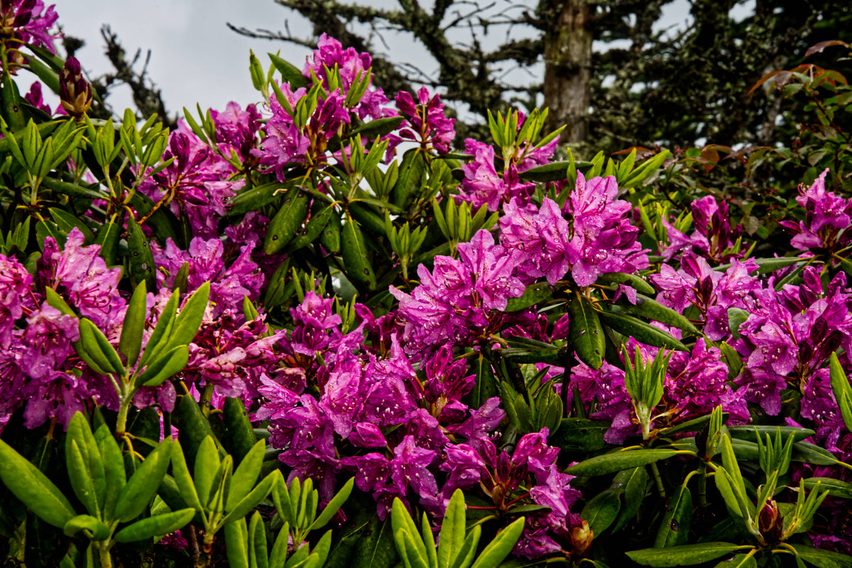 Catawba Rhododendron [Rhododendron catawbiense], Waterrock Knob