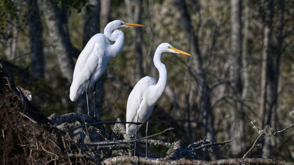 Great Egret [Ardea alba]