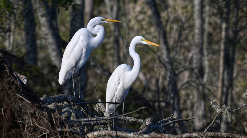 Great Egret [Ardea alba]