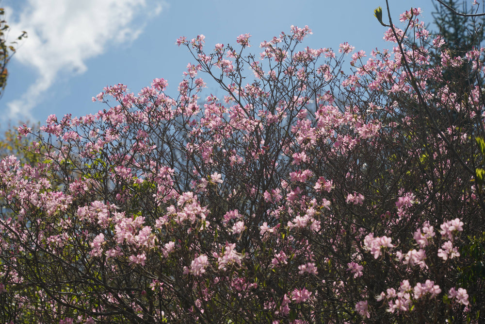 Pink Shell azaleas [Rhododendron vaseyi]
