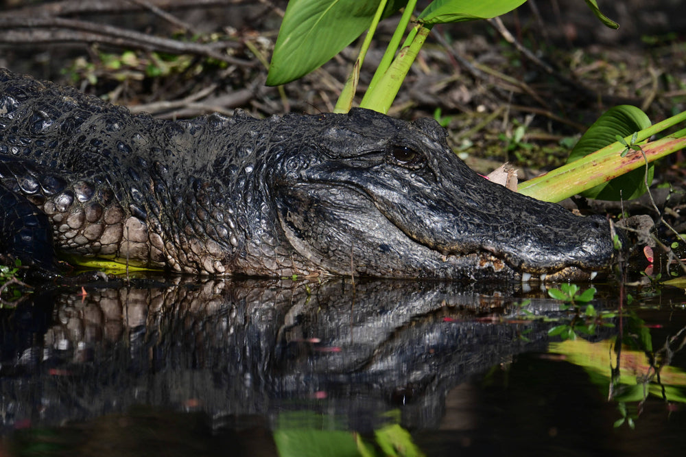 American Alligator [Alligator mississippiensis]