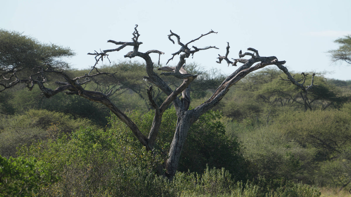 Camel Thorn Tree [Vachella erioloba]