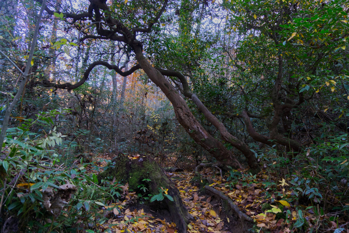 Twin Falls Trail, Pisgah National Forest