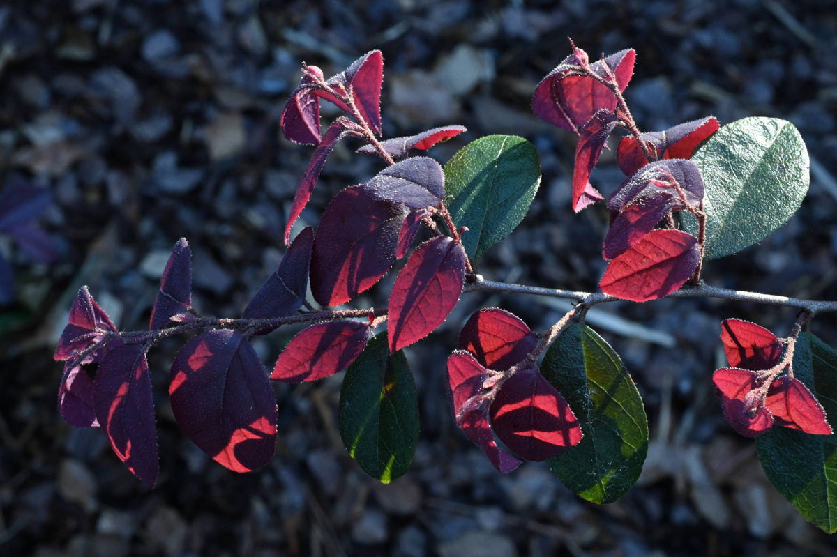 Chinese Fringe Flower [Loropetalum chinense]