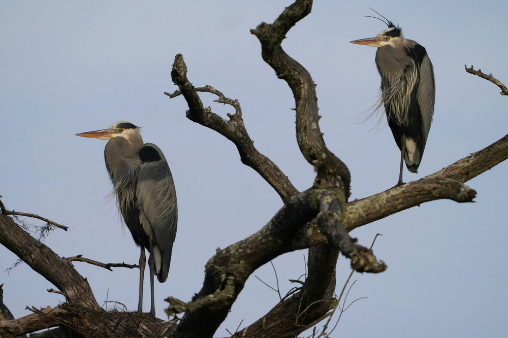Great Blue Heron [Ardea herodias]