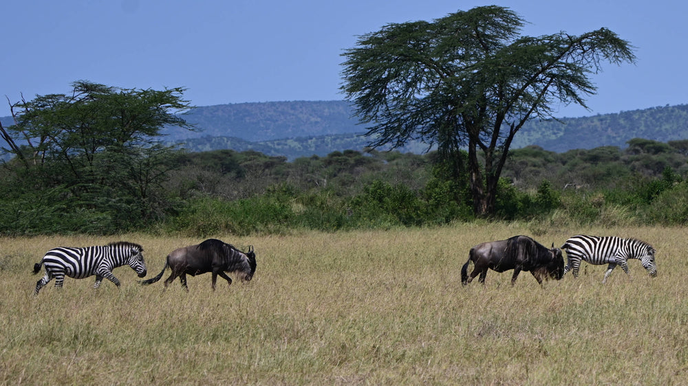 Plains Zebra [Equus quagga]  and  Blue Wildebeest [Connochaetes taurinus] on the Great Migration in Tanzania