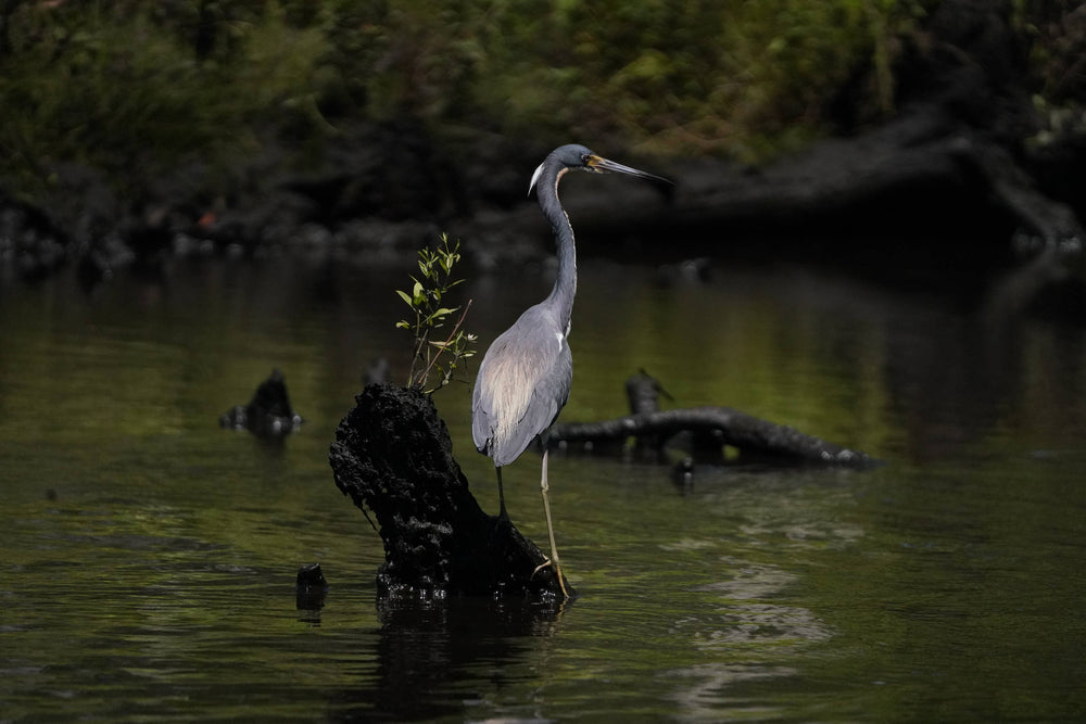 Tricolored Heron [Egretta tricolor]