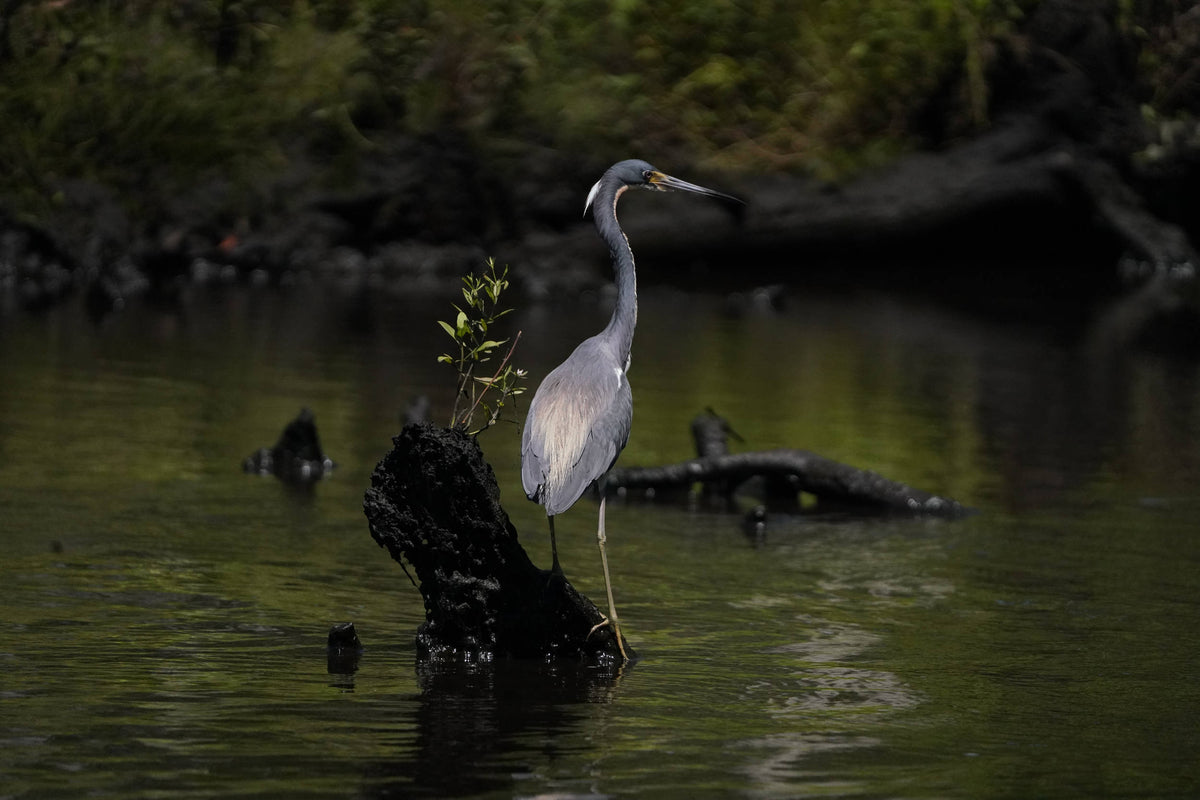 Tricolored Heron [Egretta tricolor]