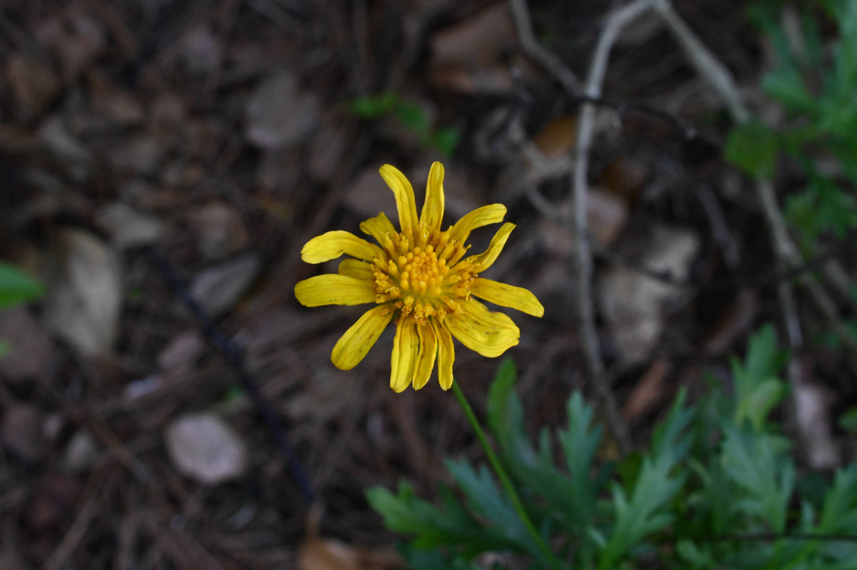 Marguerite Daisy [Argyranthemum frutescens]