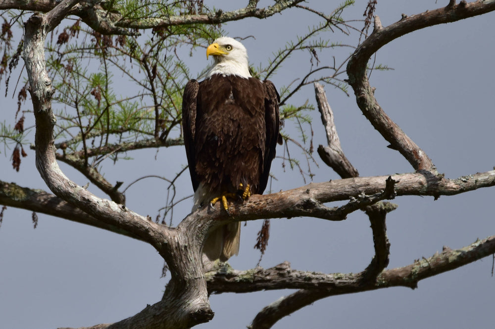 Bald Eagle [Haliaeetus leucocephalus]
