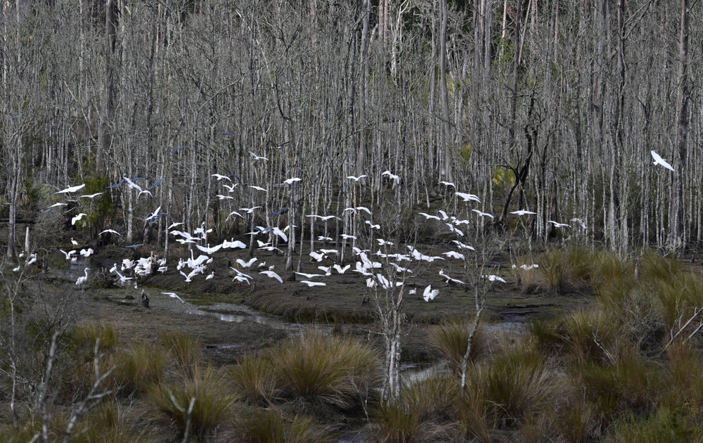 Snowy Egret [Egretta thula], White Ibis [Eudocimus albus]